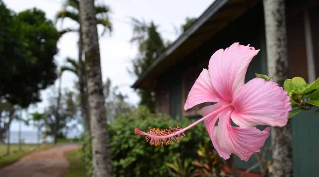 Backpackers Vacation Inn And Plantation Village Pupukea Luaran gambar